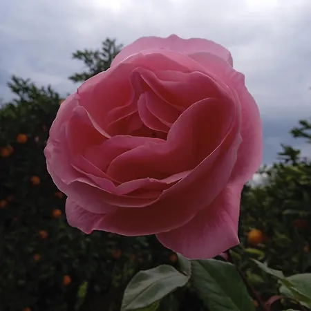 Serene * נאפפליו